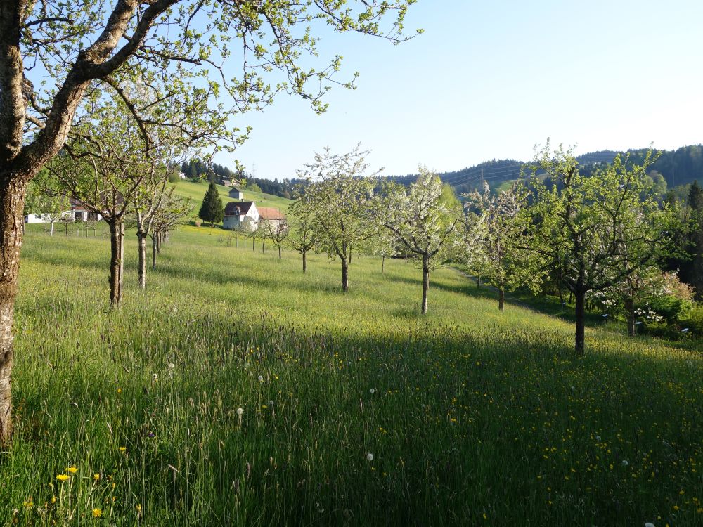Obstgarten
