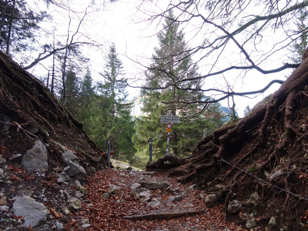 oberer Ausgang vom Hüttentobel