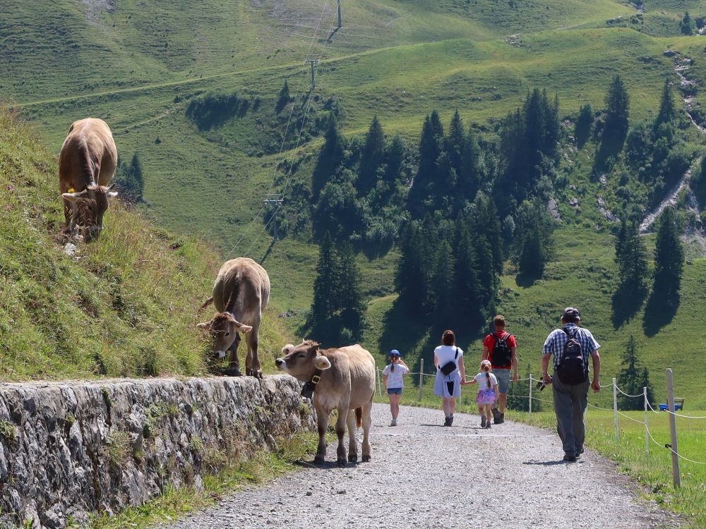 Kühe am und auf dem Wanderweg