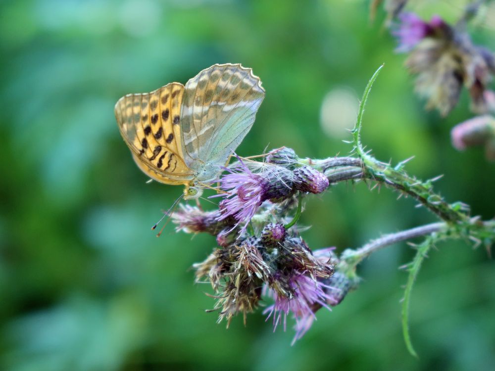 Schmetterling Kaisermantel auf Kratzdistel