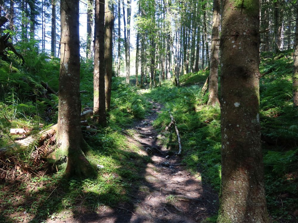 Waldpfad