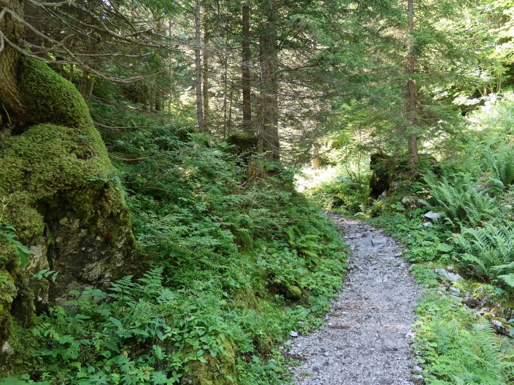 Waldpfad