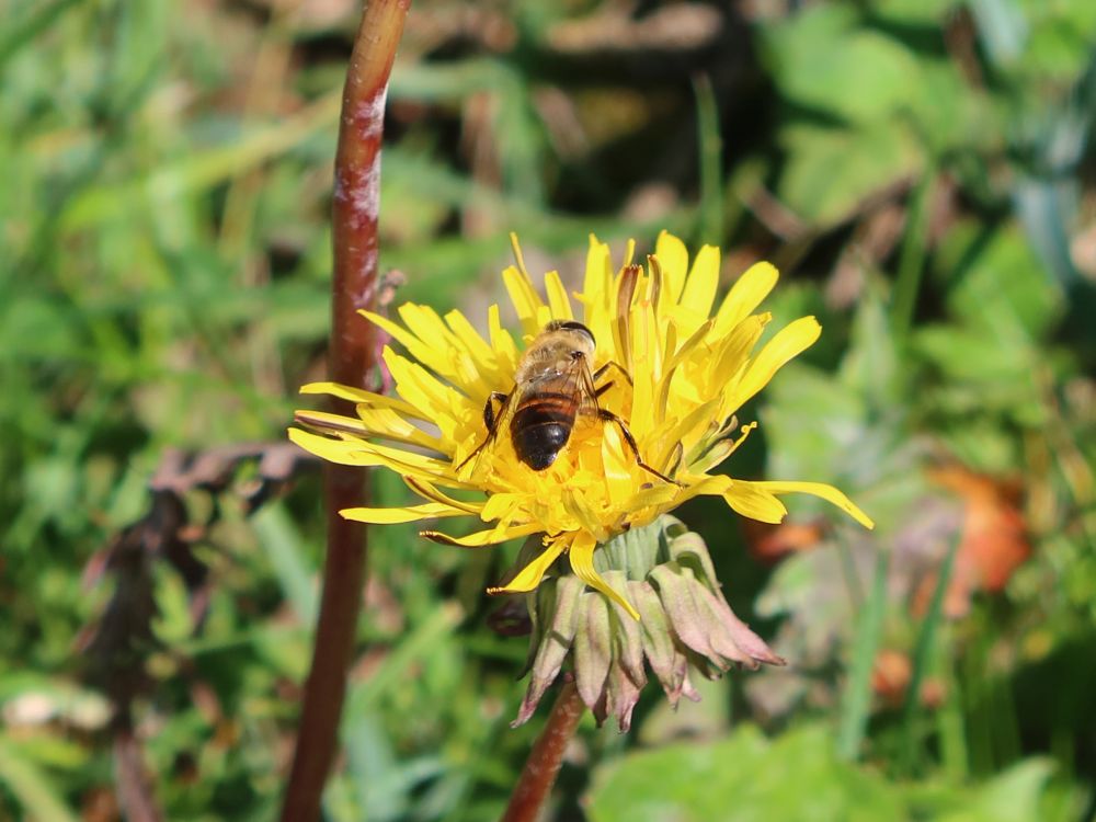 Biene auf Löwenzahn