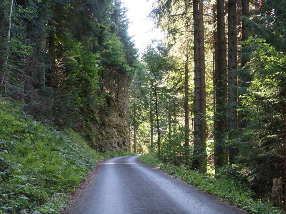 Waldsträsschen bei Geissfarren