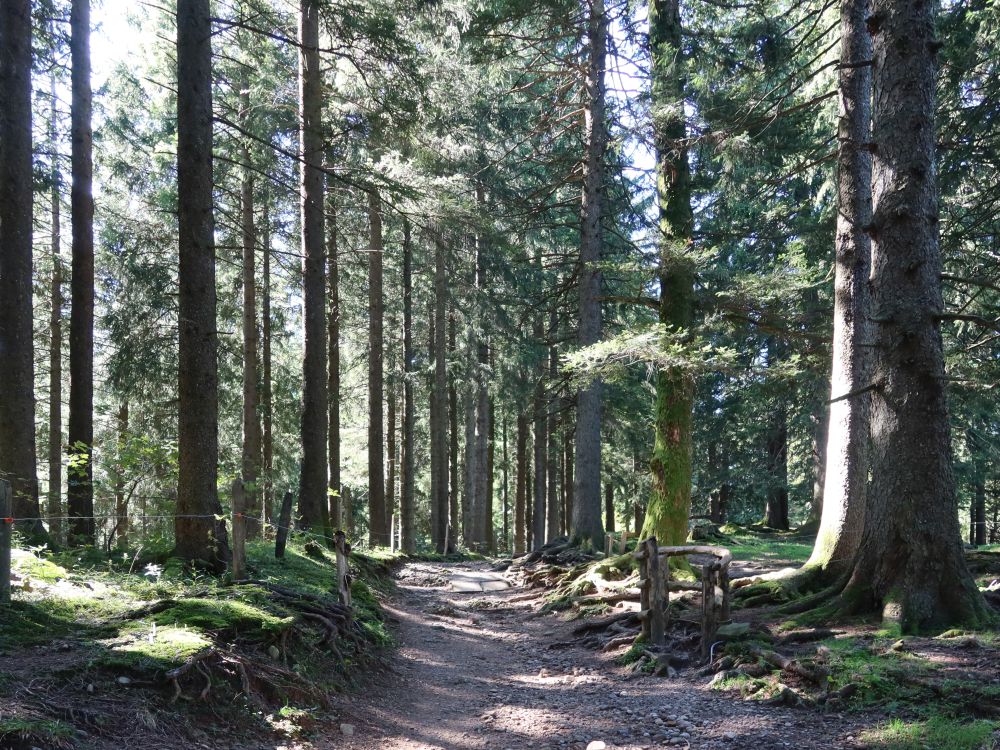 Waldweg
