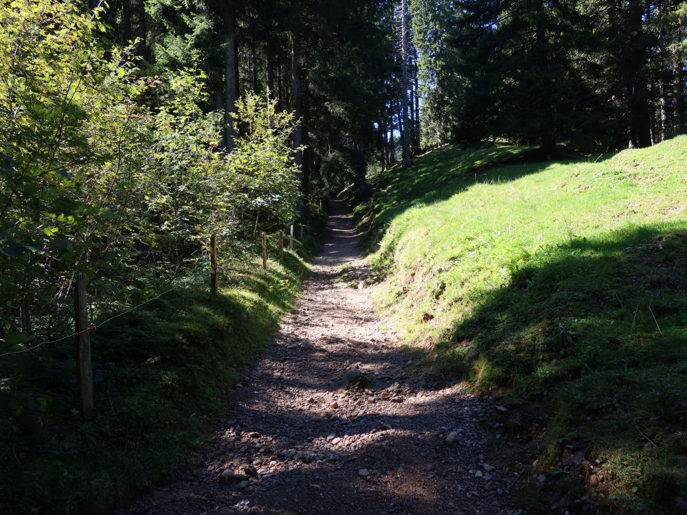 Waldweg