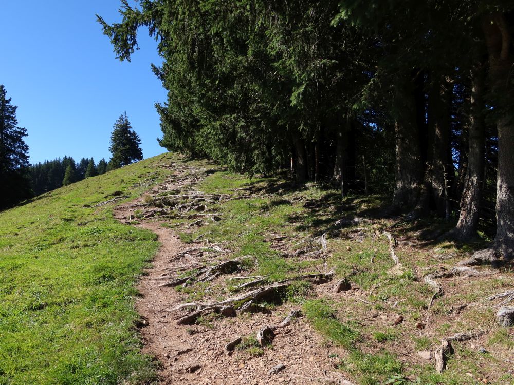 Pfad am Waldrand