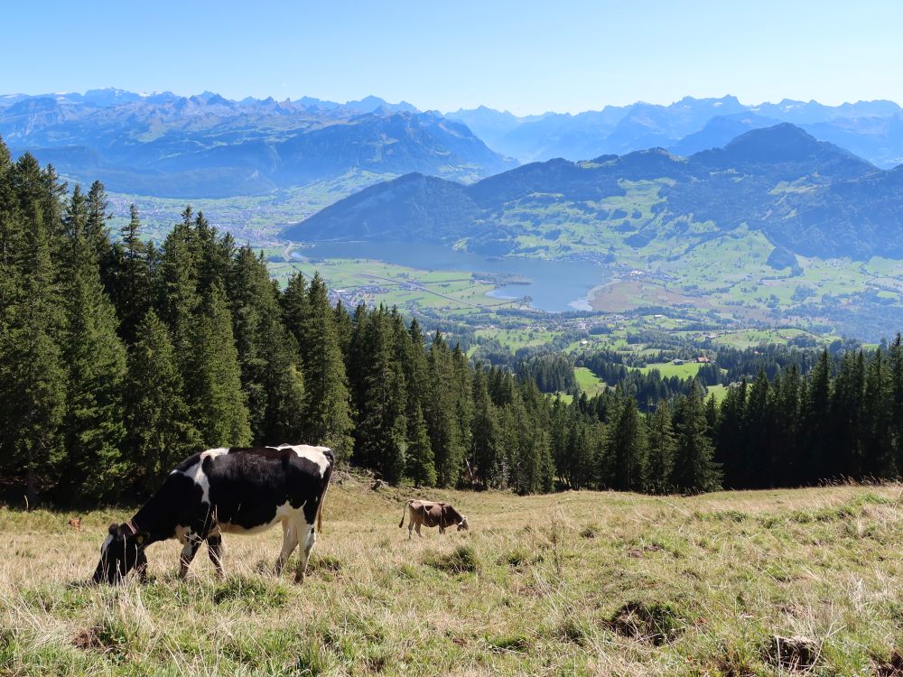 Blick zum Lauerzersee