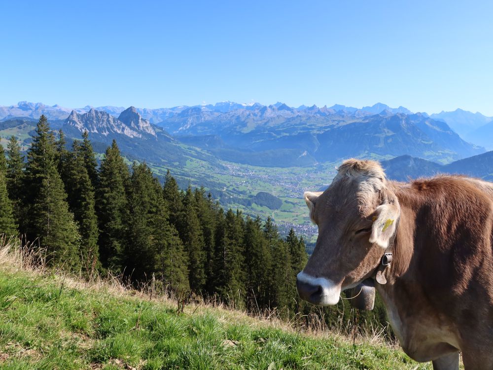 Mythen mit Kuhkopf
