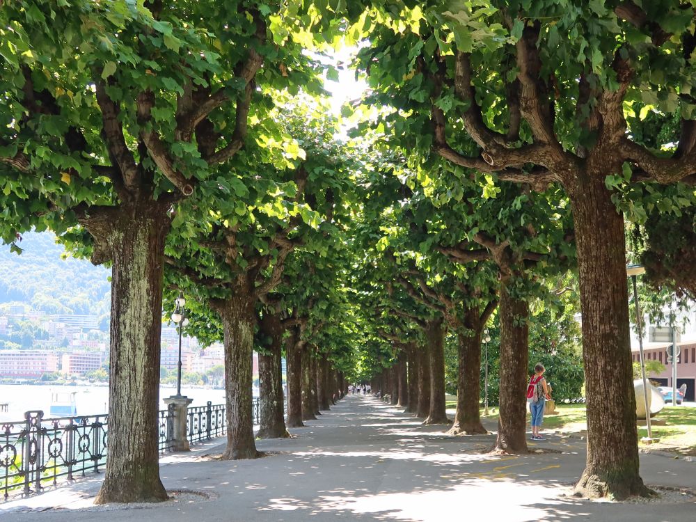 Baumallee bei Pontile Belvedere