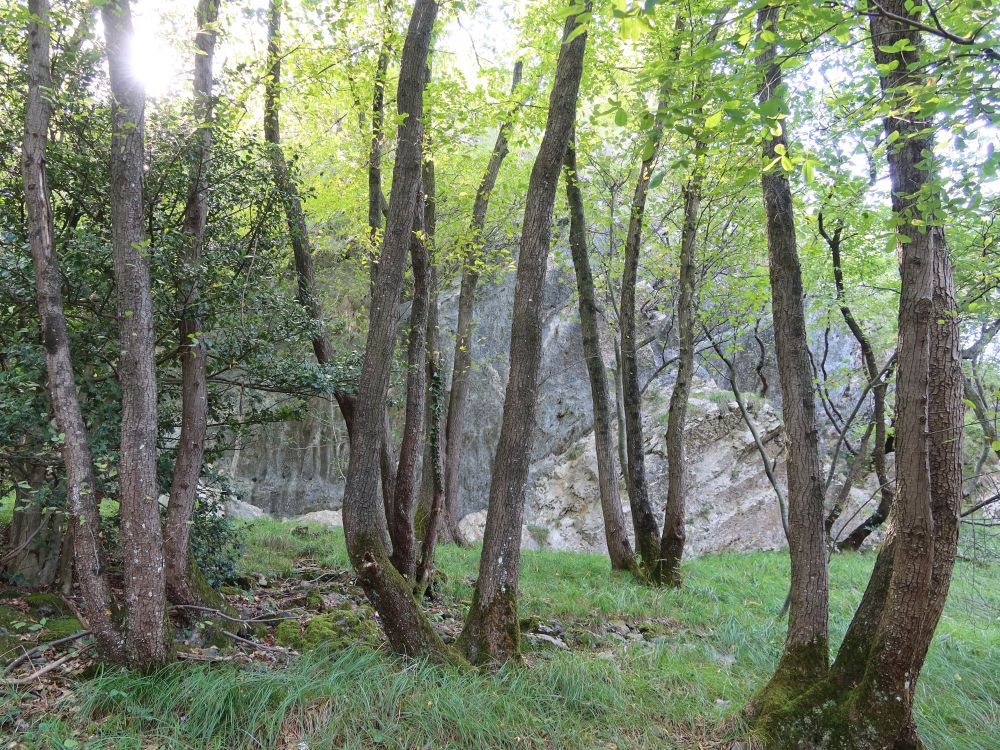Felswand hinter den Bäumen