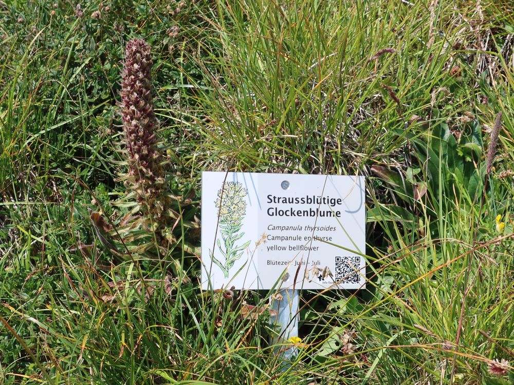 Blüte mit Infotafel