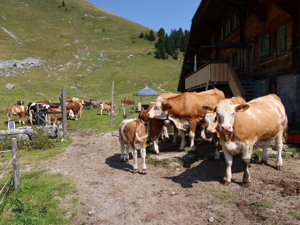Kühe bei der Oberstockenalp