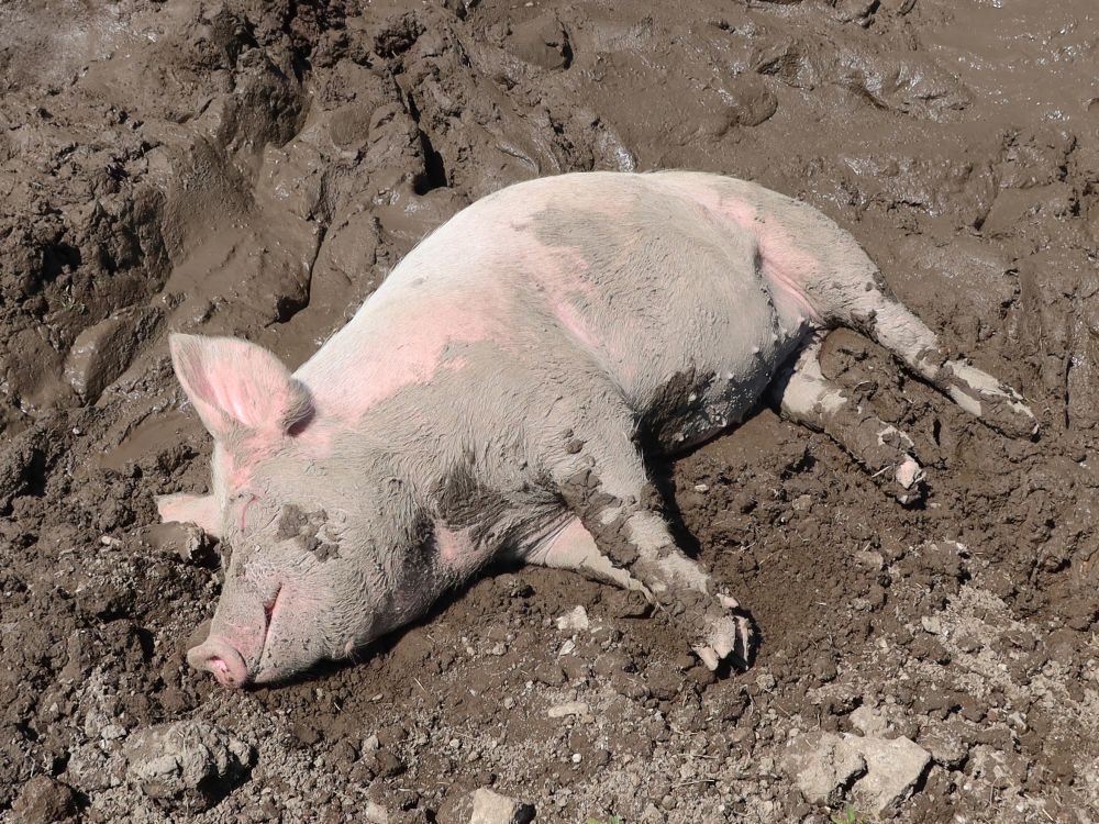 müdes Dreckschwein