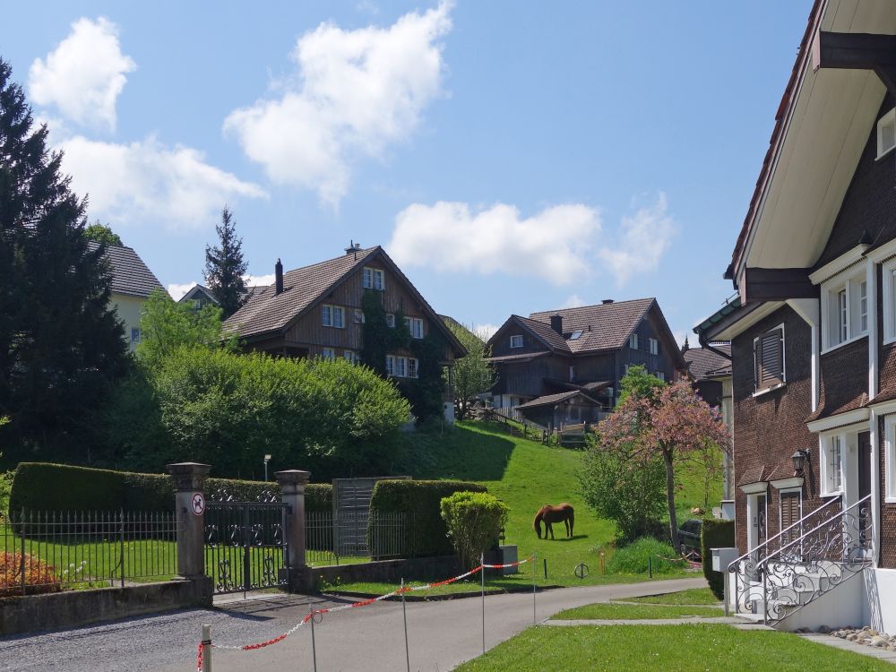 Pferd in Schönengrund