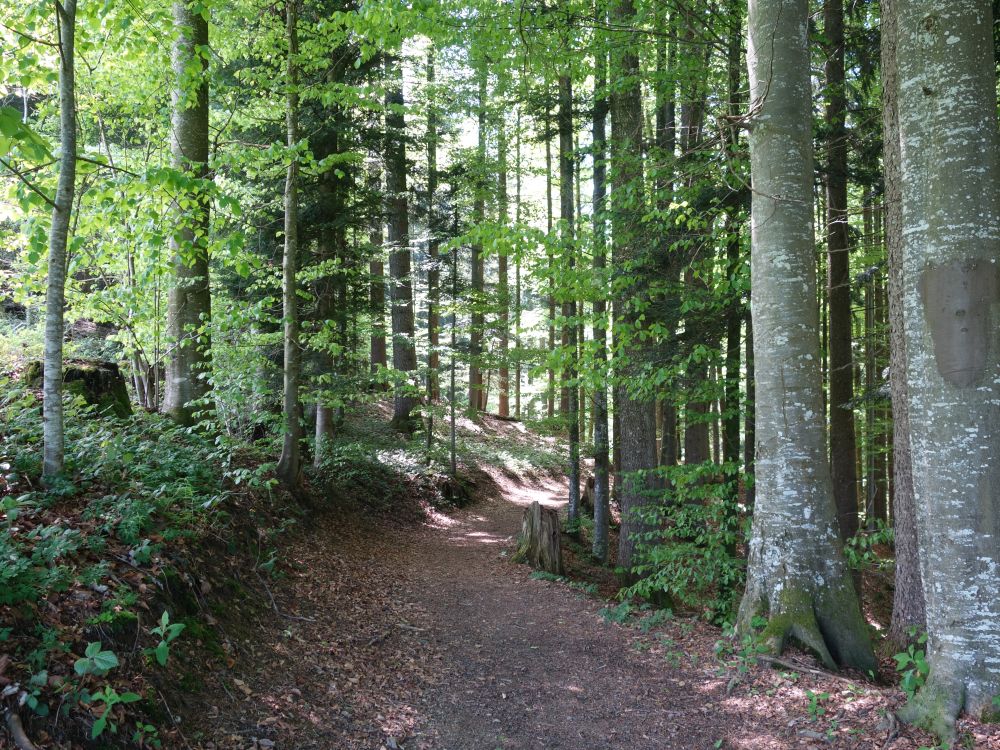 Waldweg