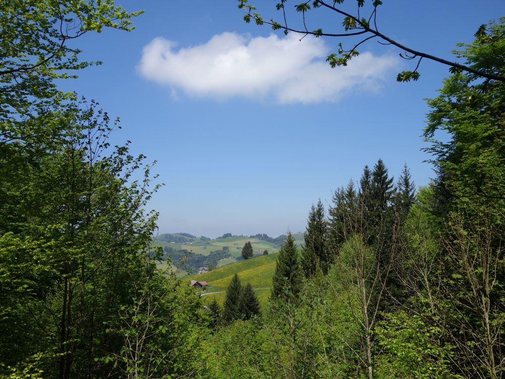 Blick zur eine Baumlücke