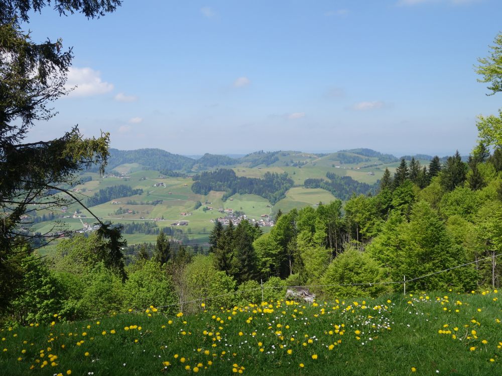 Blick Richtung Wald