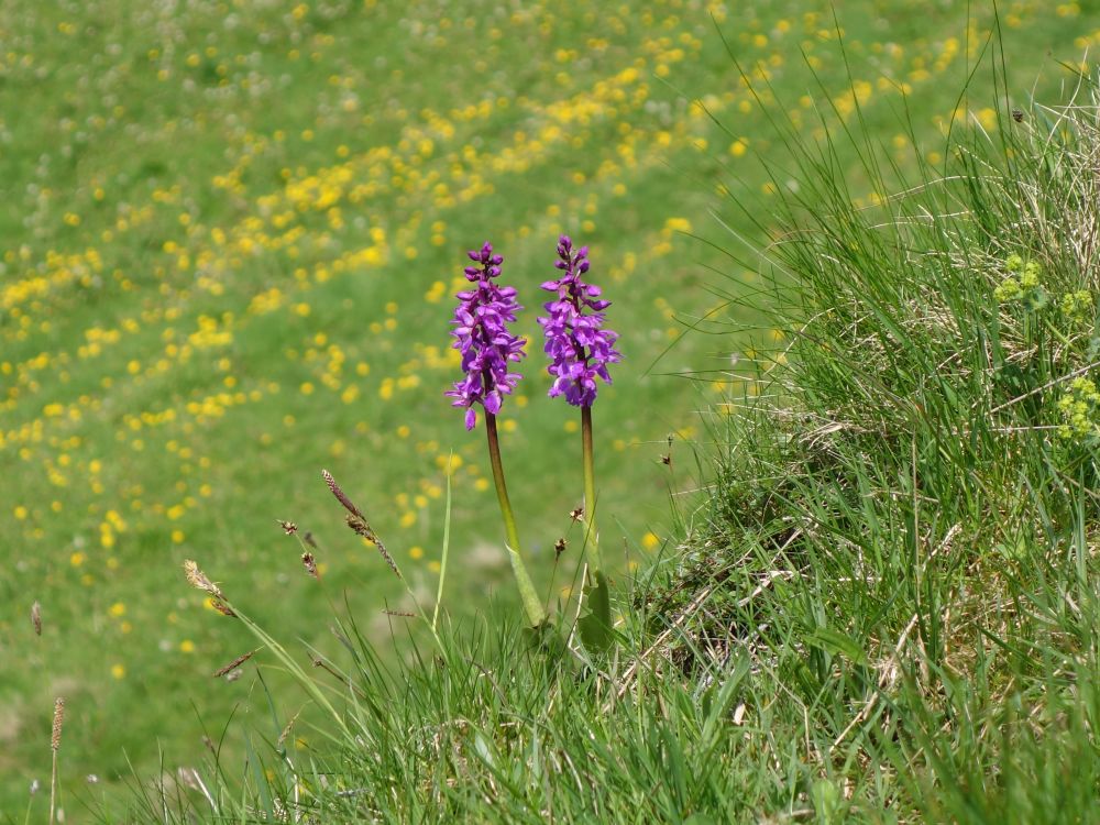 Orchideen