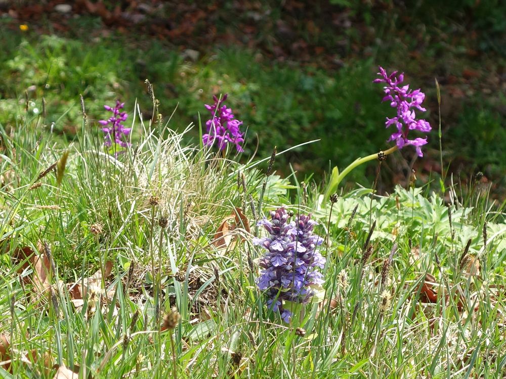 Orchideen und Günsel