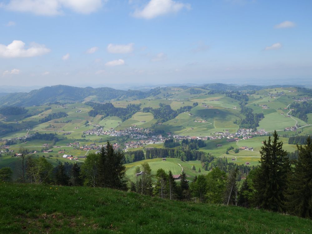 Blick Richtung Wald