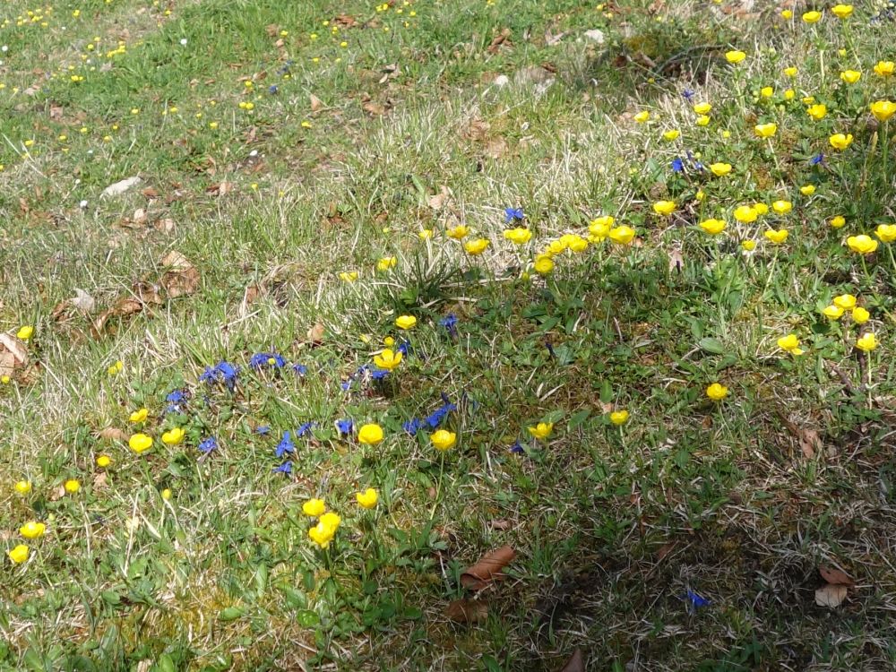 Frühlingsenzian und Hahnenfuss