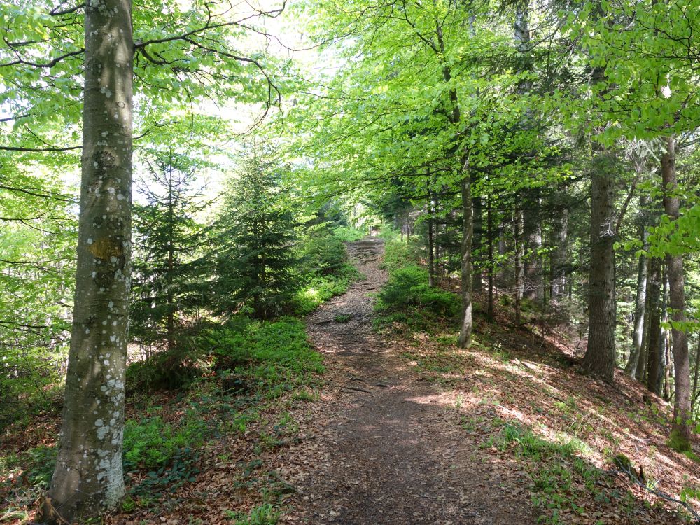 Gratweg am Hochhamm
