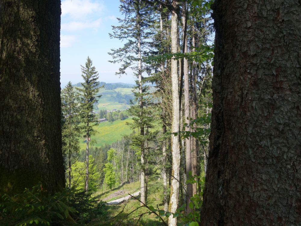 Blick durch Baumlücke
