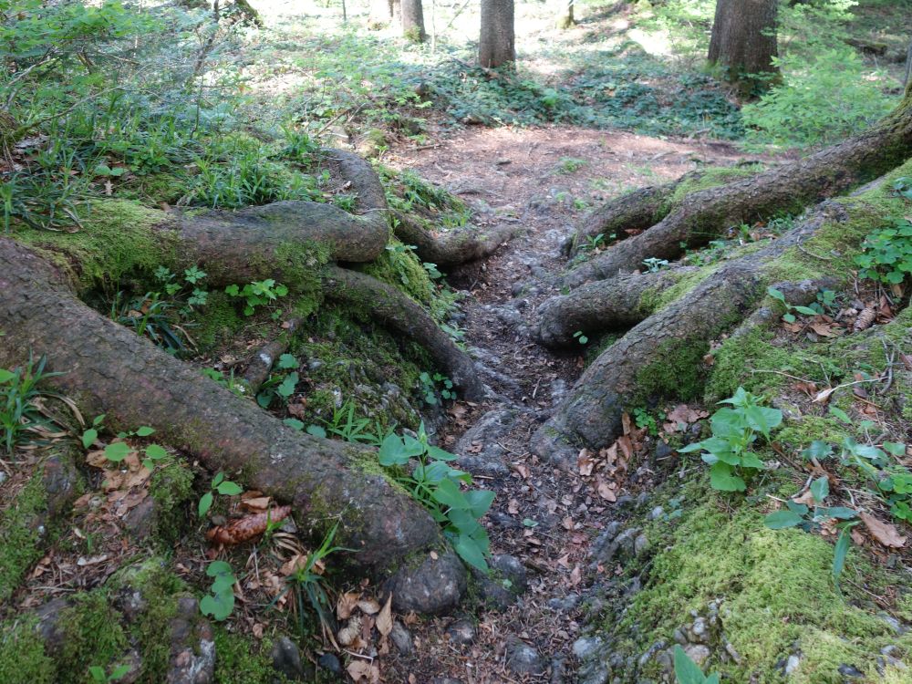 Wurzeln