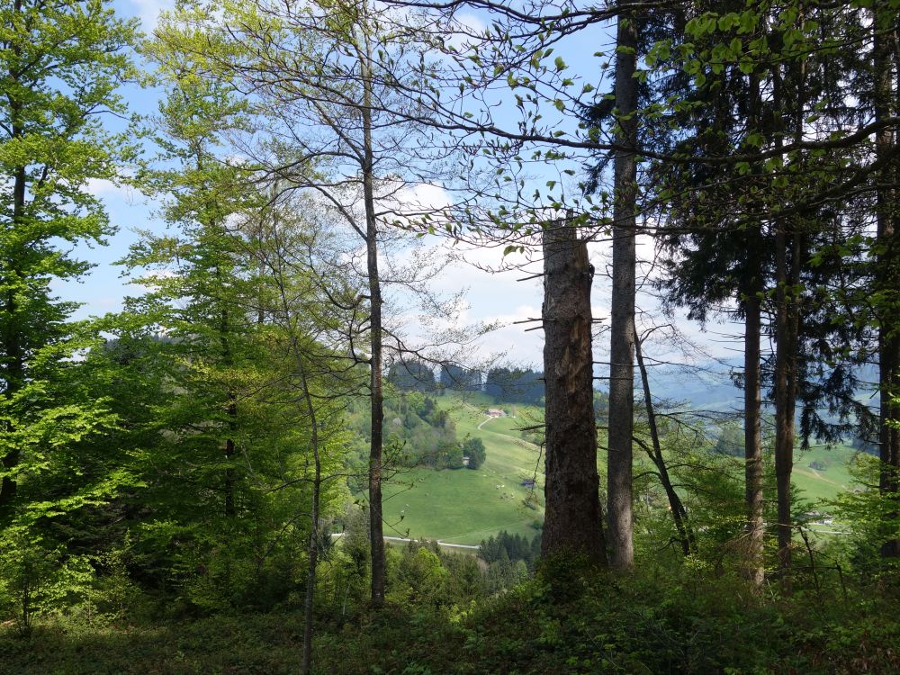 Blick durch Baumlücke