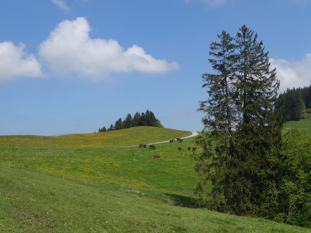 Pferde am Tüfenberg
