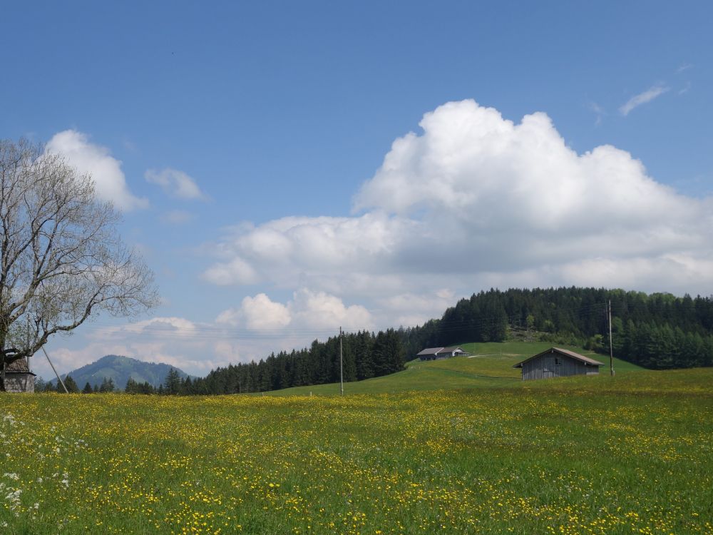 Blumenwiese und Wolken