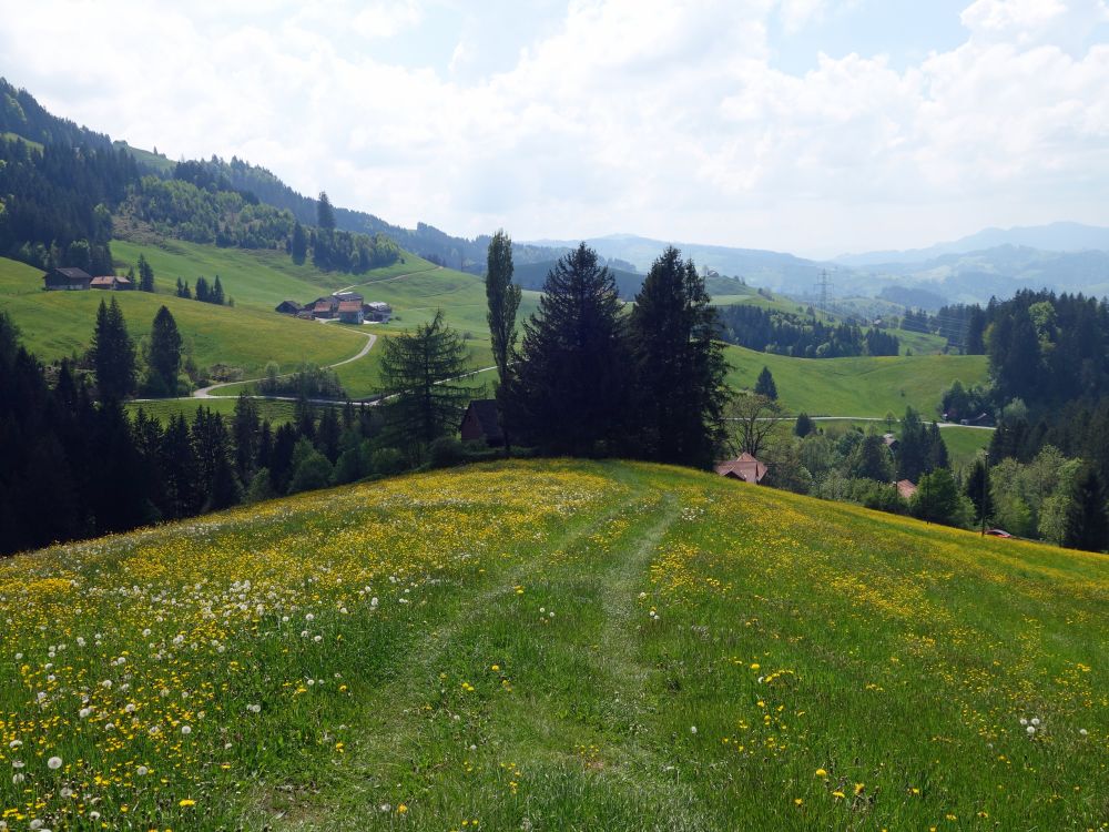 Wiesenpfad