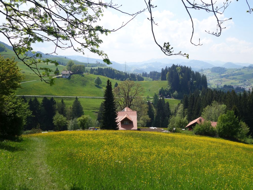 Wiesenpfad