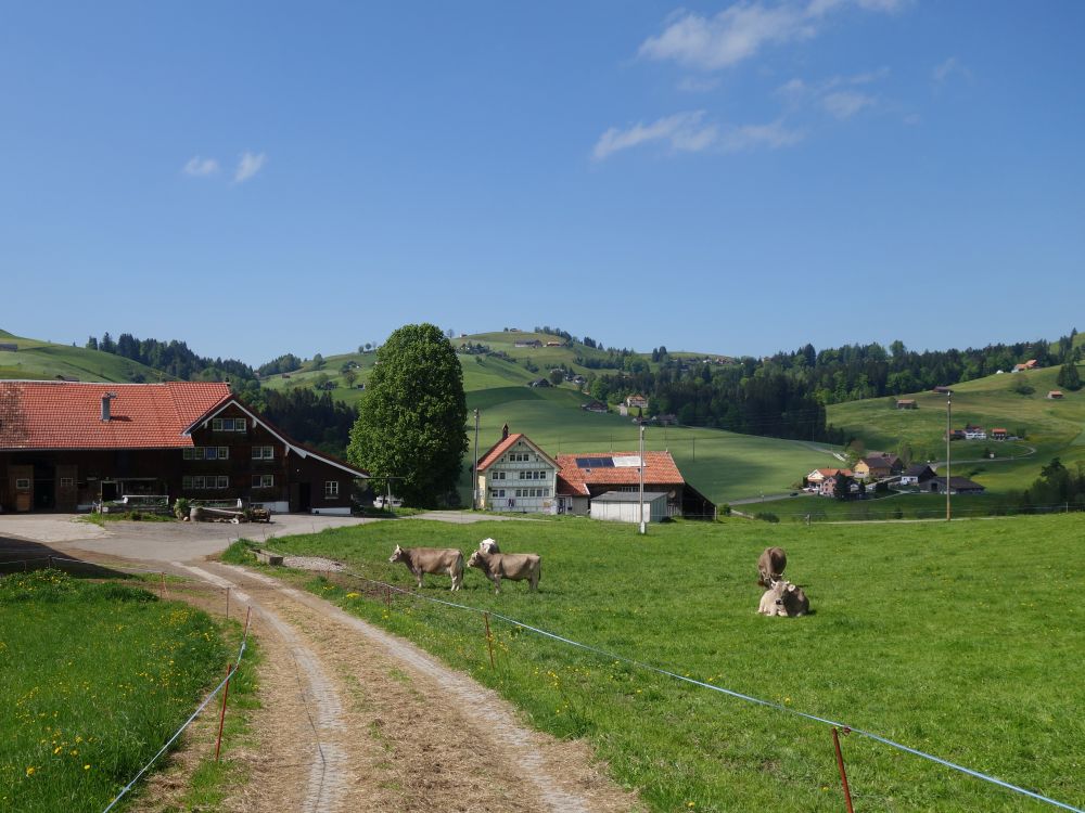 Wolfetschwendi