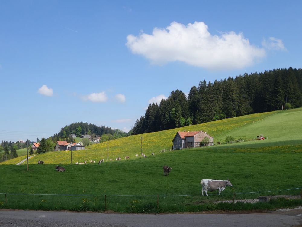 Kuhweide bei Wolfetschwendi