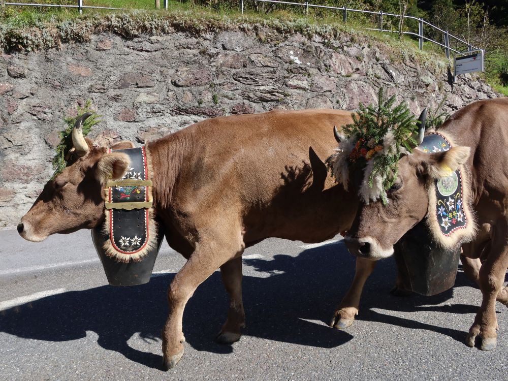 Almabtrieb im Sernftal