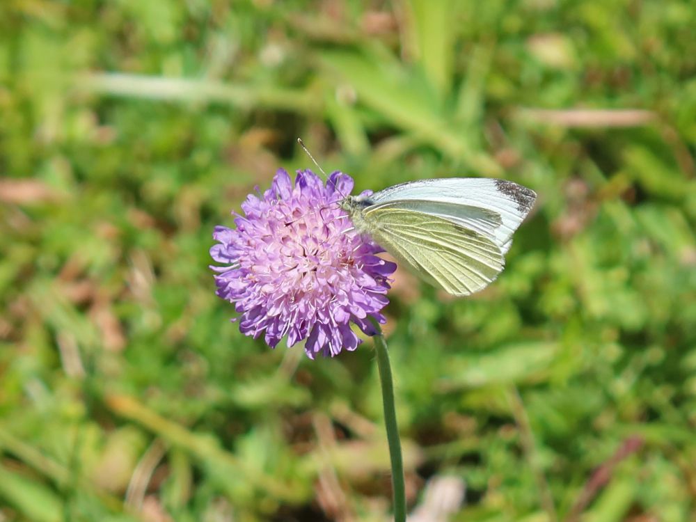 Schmetterling Kohlweißling auf Witwenblume