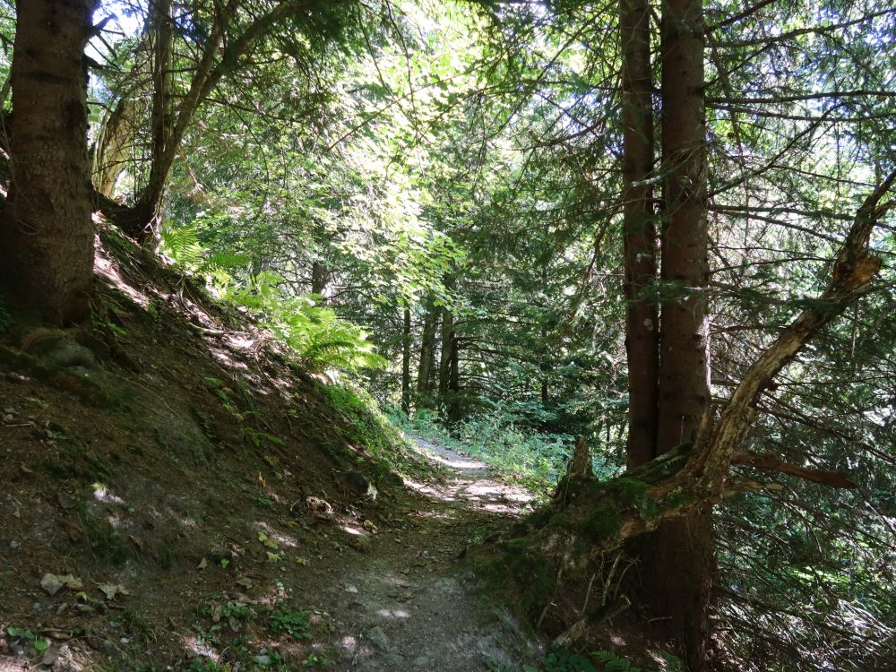Waldpfad