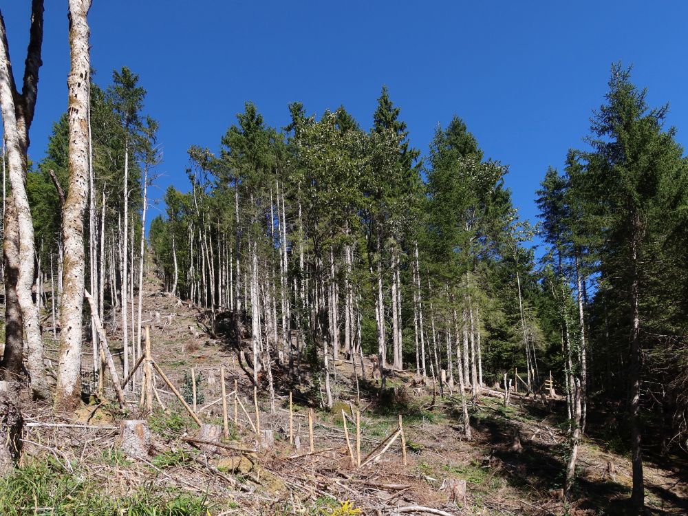 toter Wald