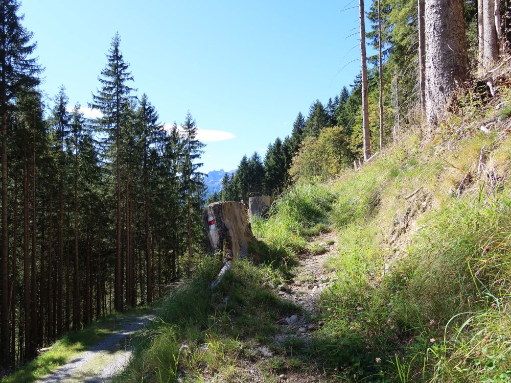 Abzweig vom Forstweg