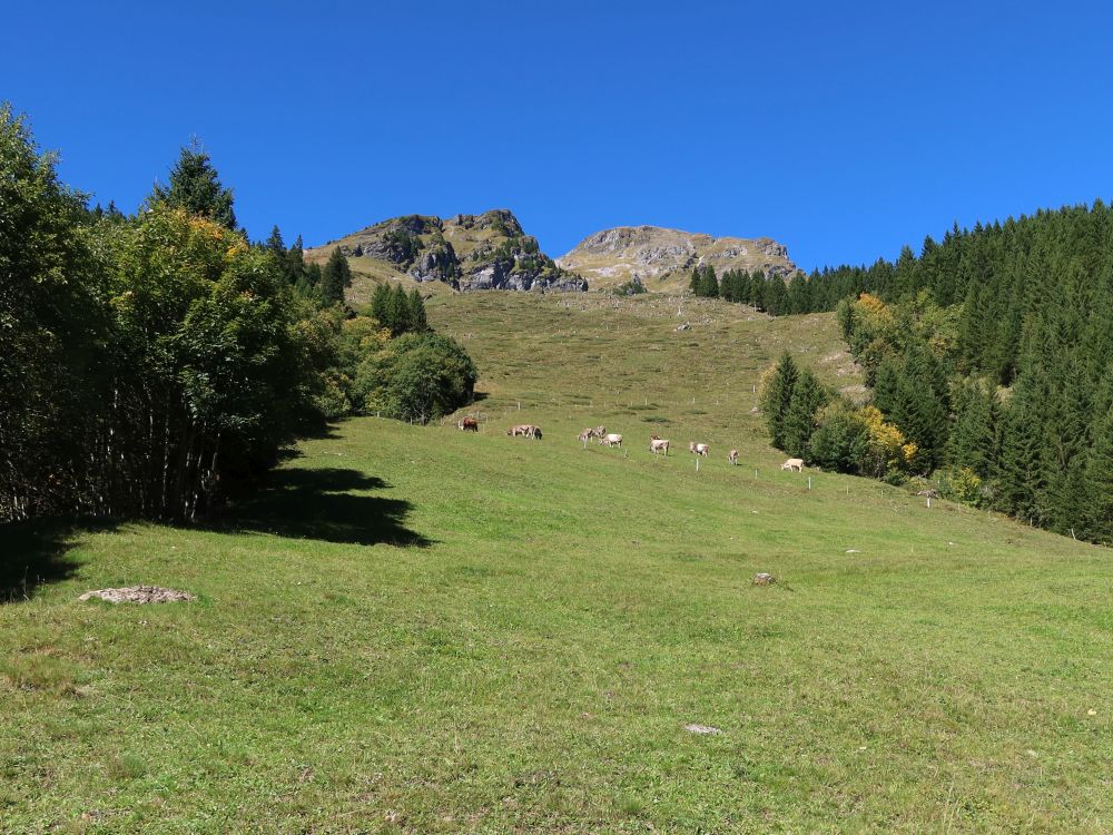 Kuhherde unter Altmannbergchöpf