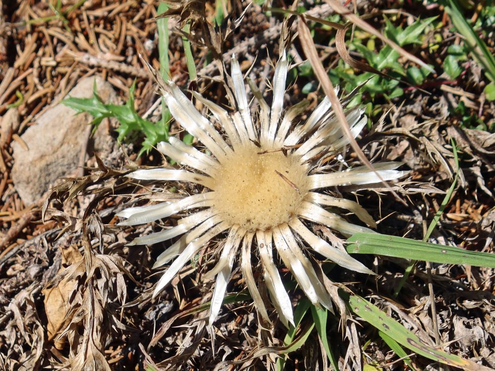 Silberdistel
