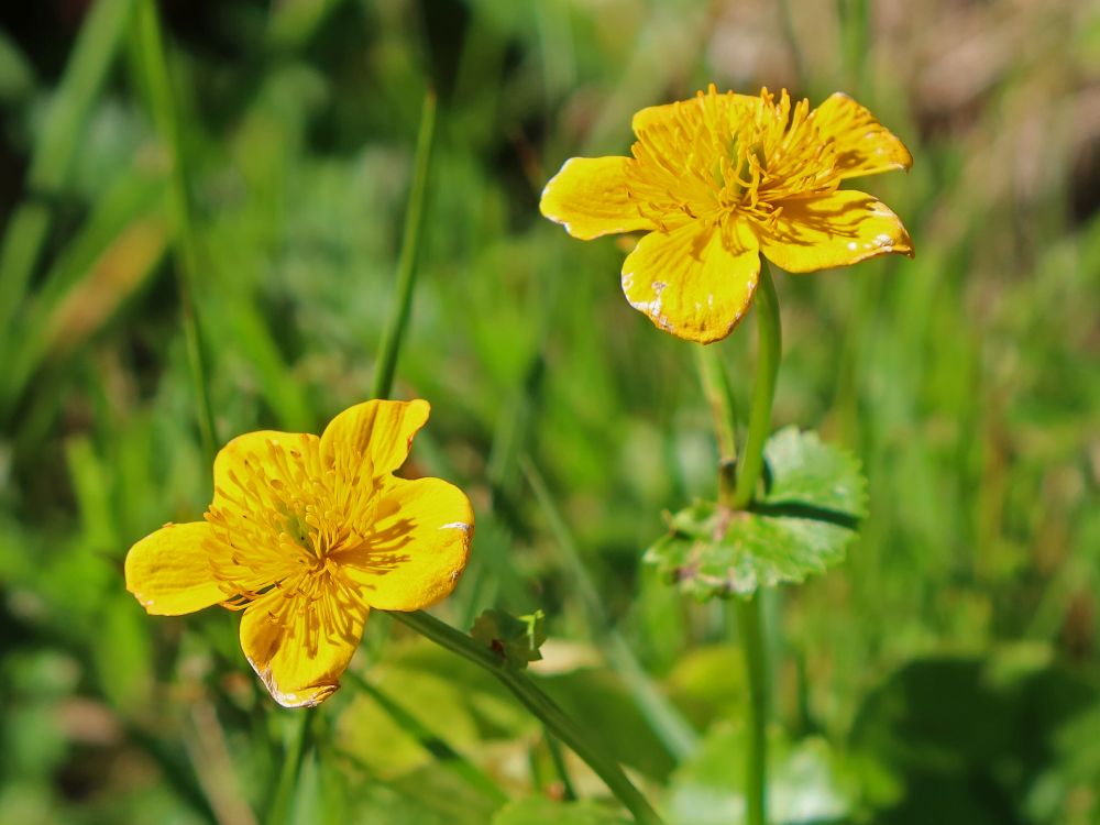 Sumpfdotterblumen