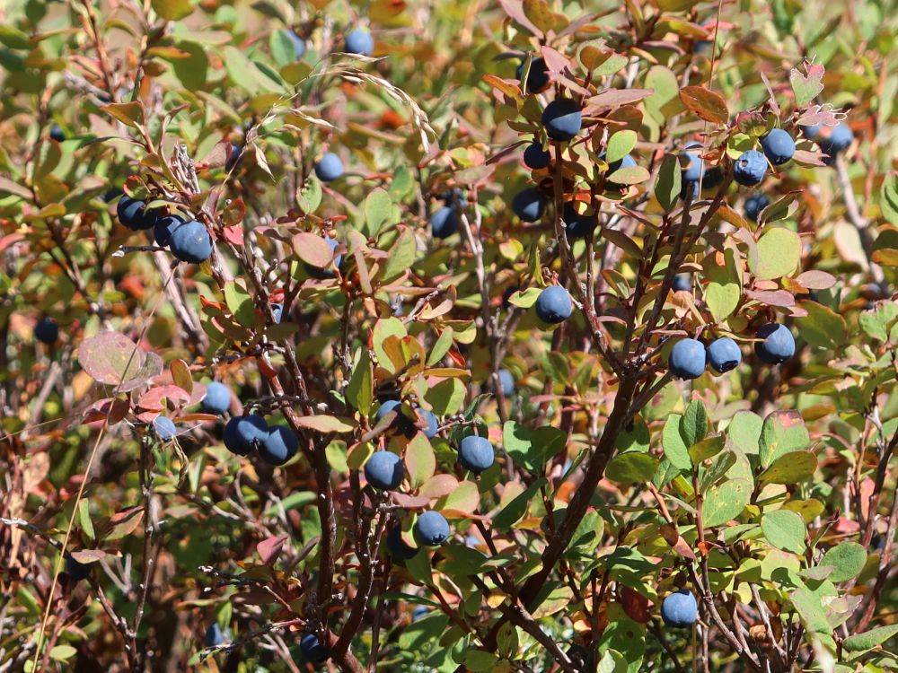 Rauschbeere