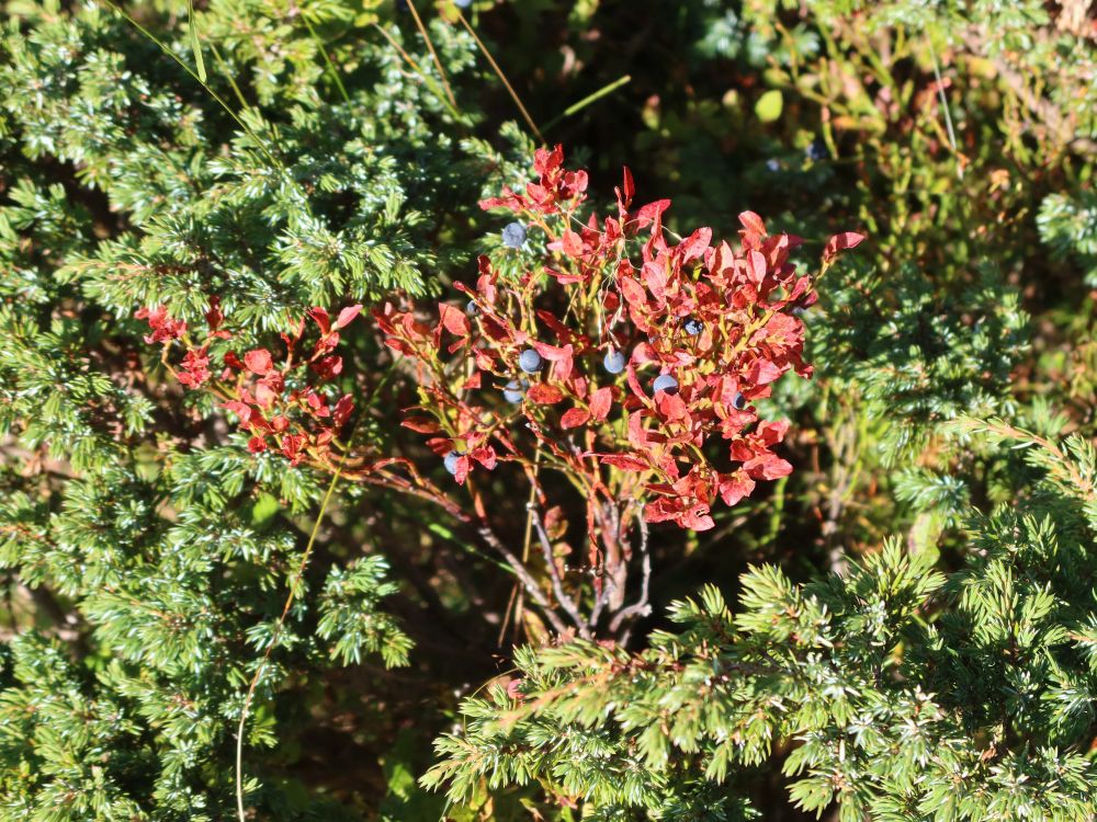 Heidelbeeren
