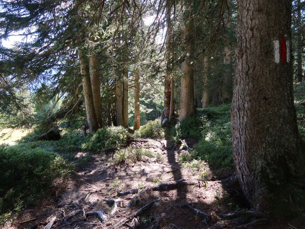 Waldpfad