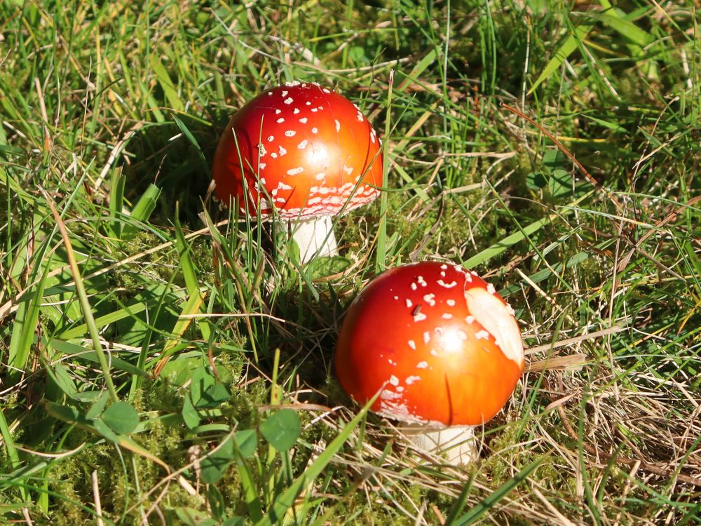 Fliegenpilze