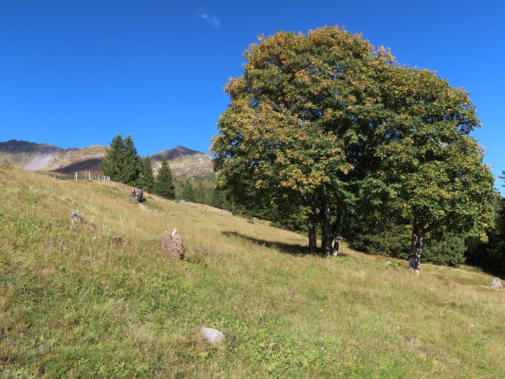 Laubbaum am Wiesenhang