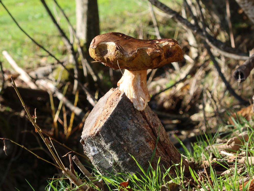 Pilz auf einem Baumstumpf